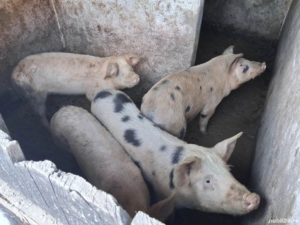 Vand porci in jur de 60 -80 kg