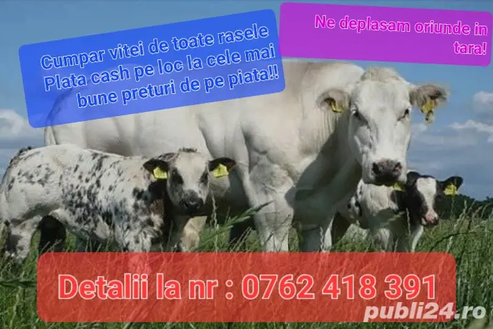 achiziti vitei oferim cel mai bun preț 