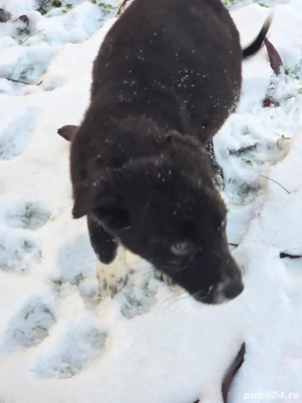 Ofer spre adoptie catei pentru curte