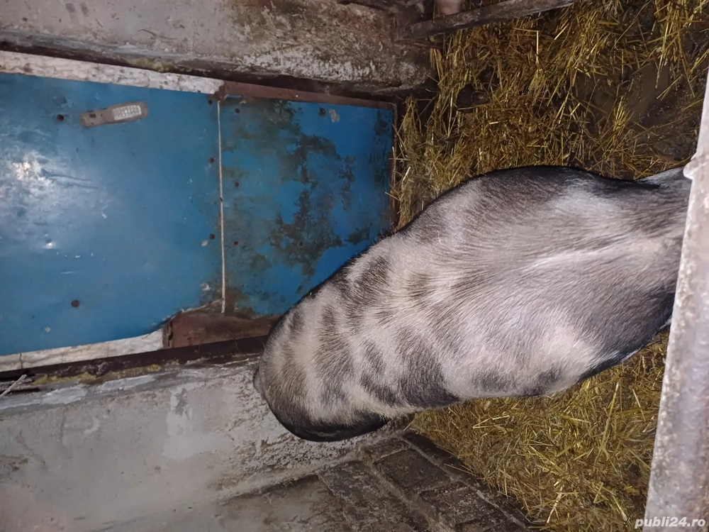 Petrean crescut natural 