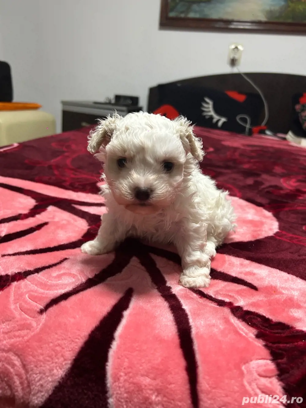 bichon maltez femela