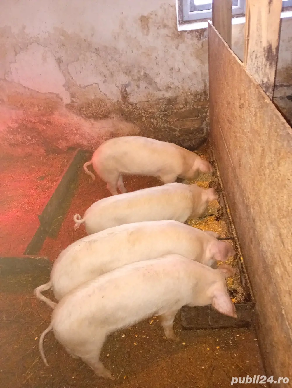 vând scrofițe sau schimb 