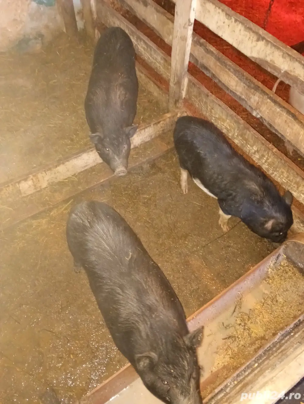 vând porci vietnamezi 