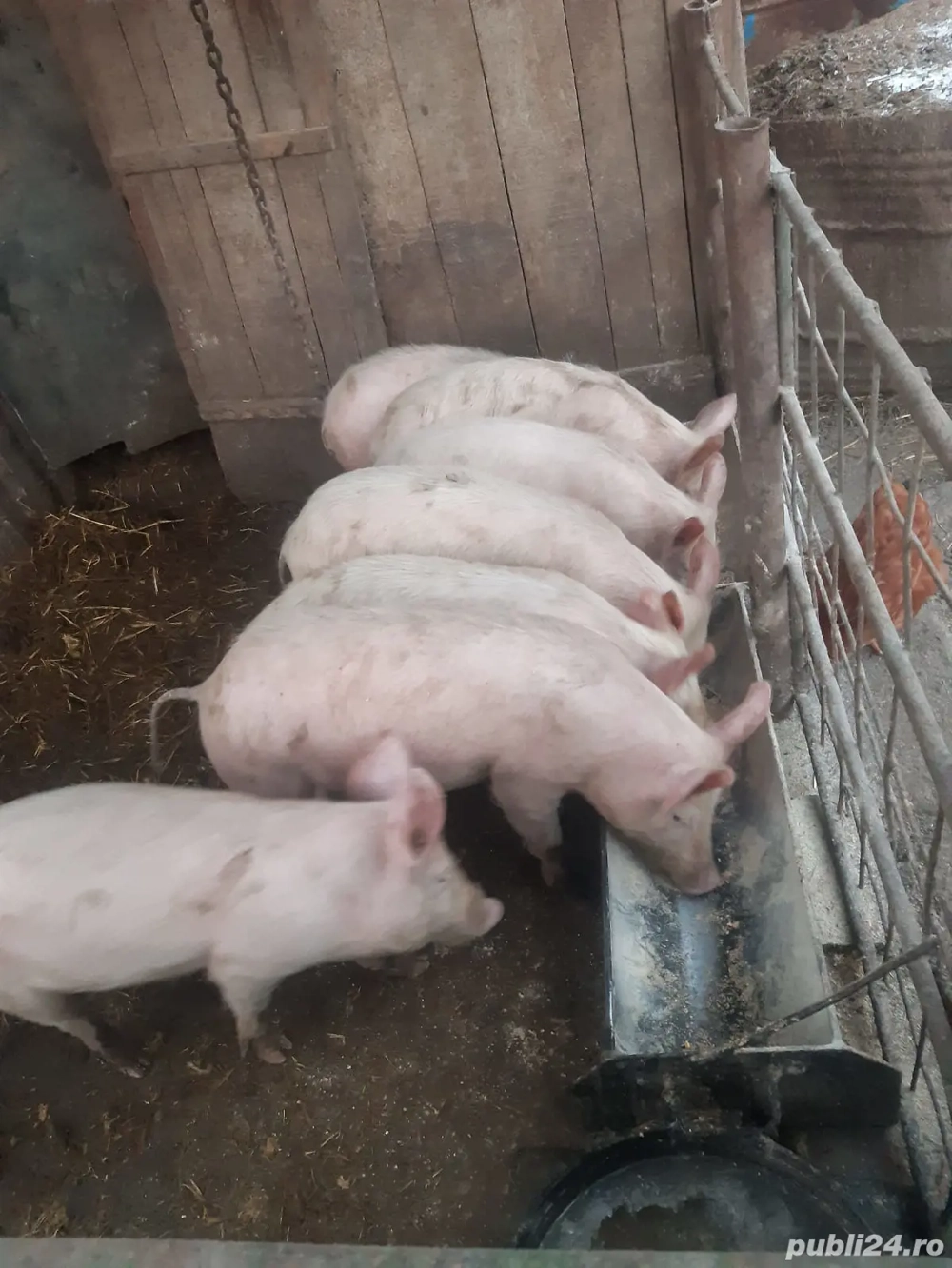 Disponibili, 35-40 kg