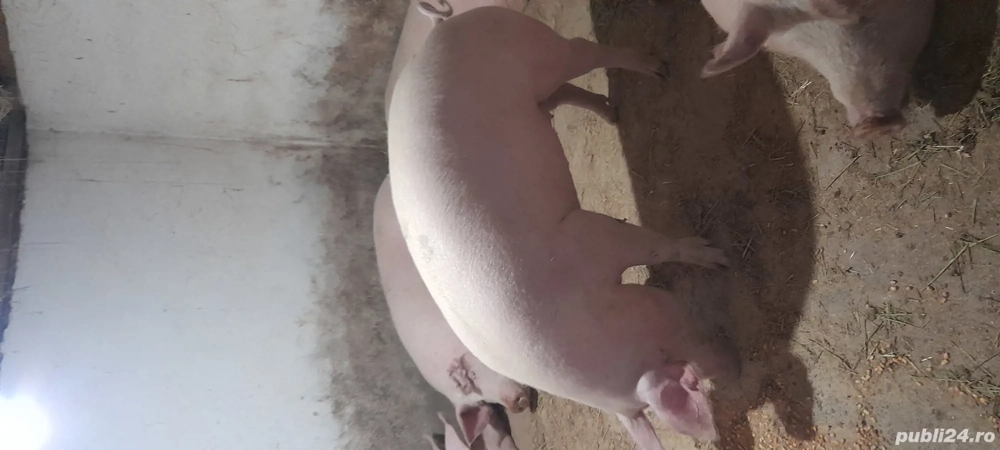 Porci de vânzare 
