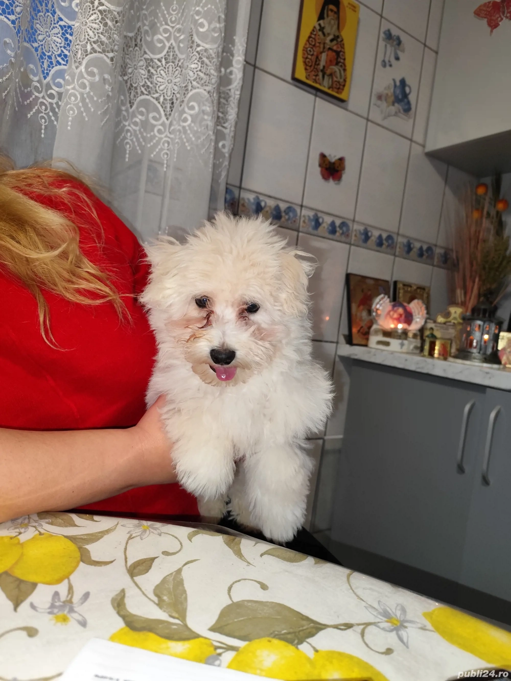 Bichon maltez băiat 
