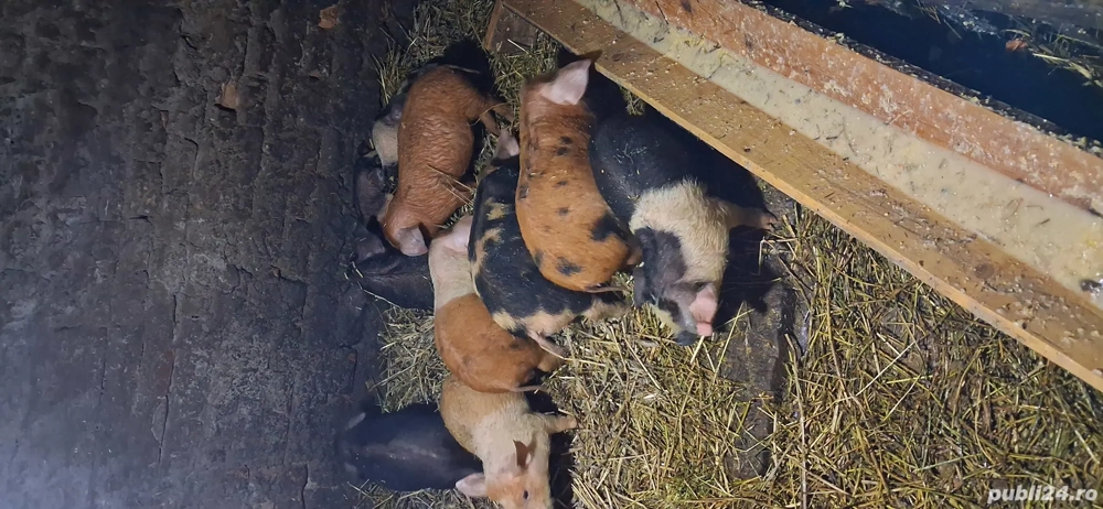 vand purcei de 2 luniii