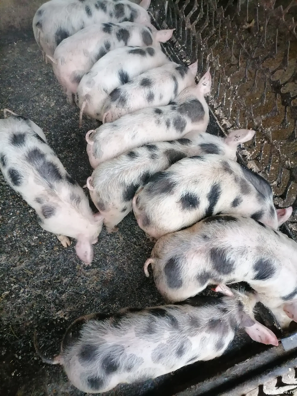 Purcei pietrain de vânzare 