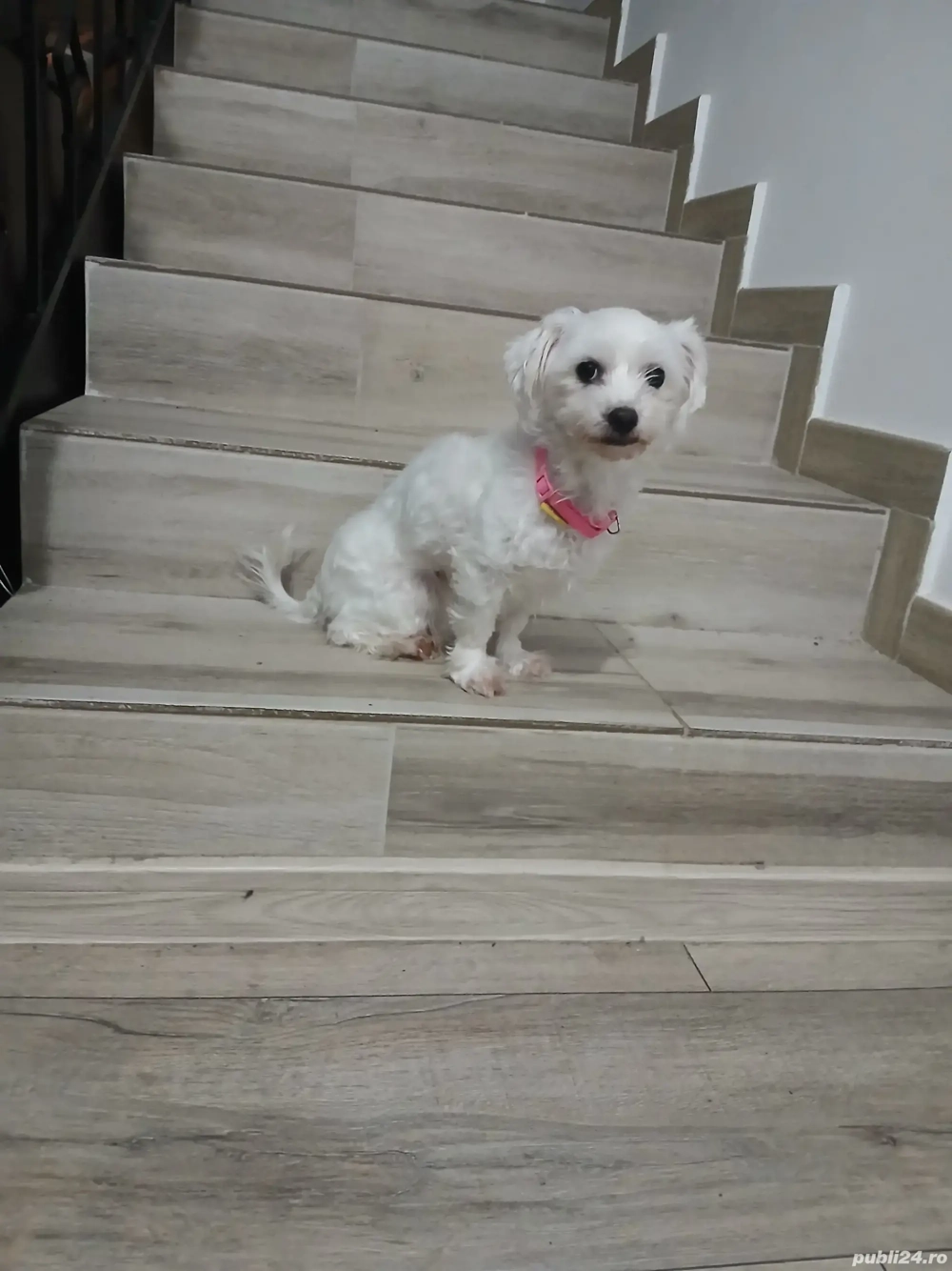 Adoptie- Bichon maltez 