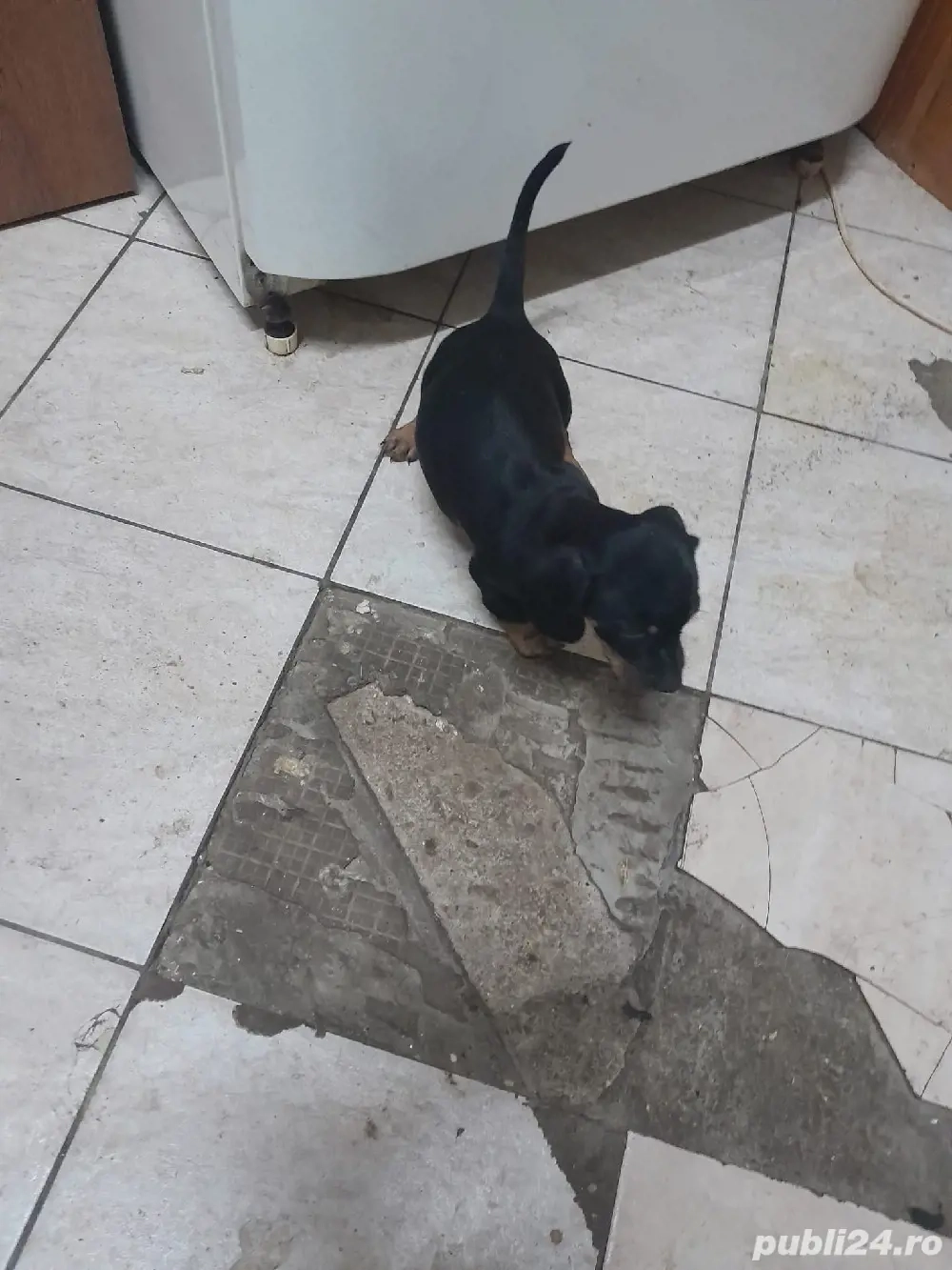 Catei teckel băieți 