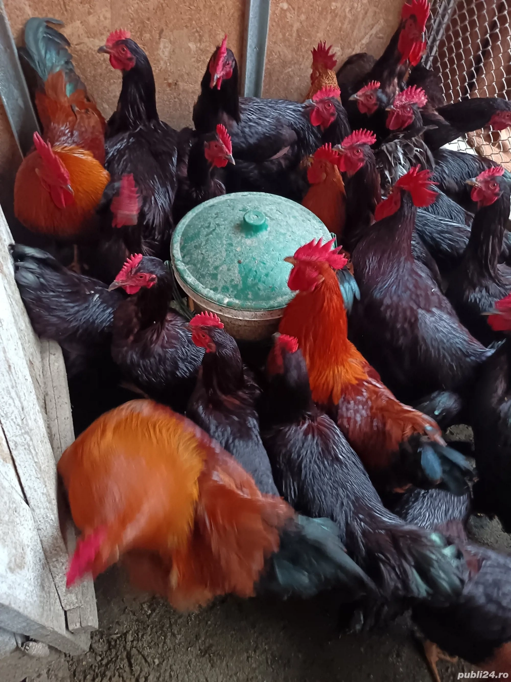 Vând cocosi Rhode island și new hampshire 