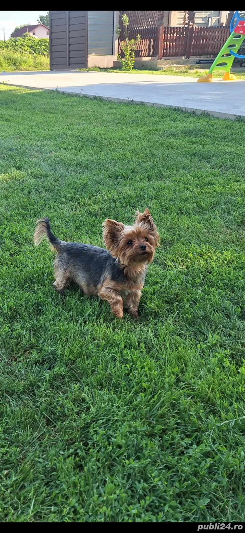 Yorksire terrier din parinti cu pedigree!