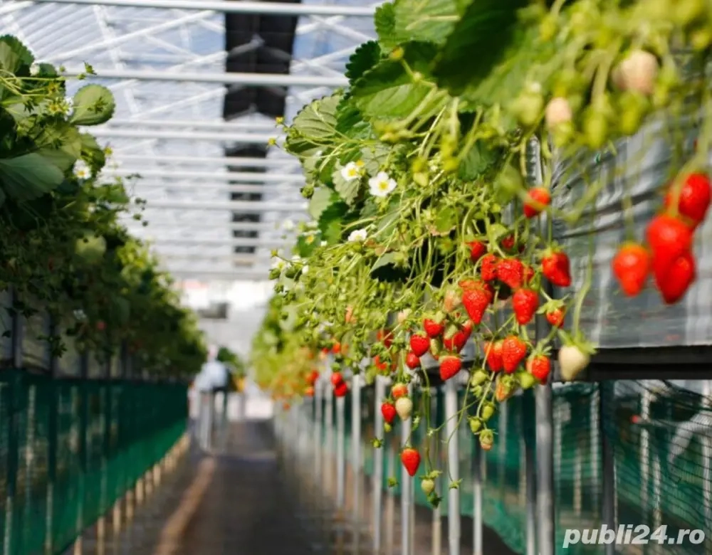 Locuri de muncă in Germania la cules de căpșuni in seră