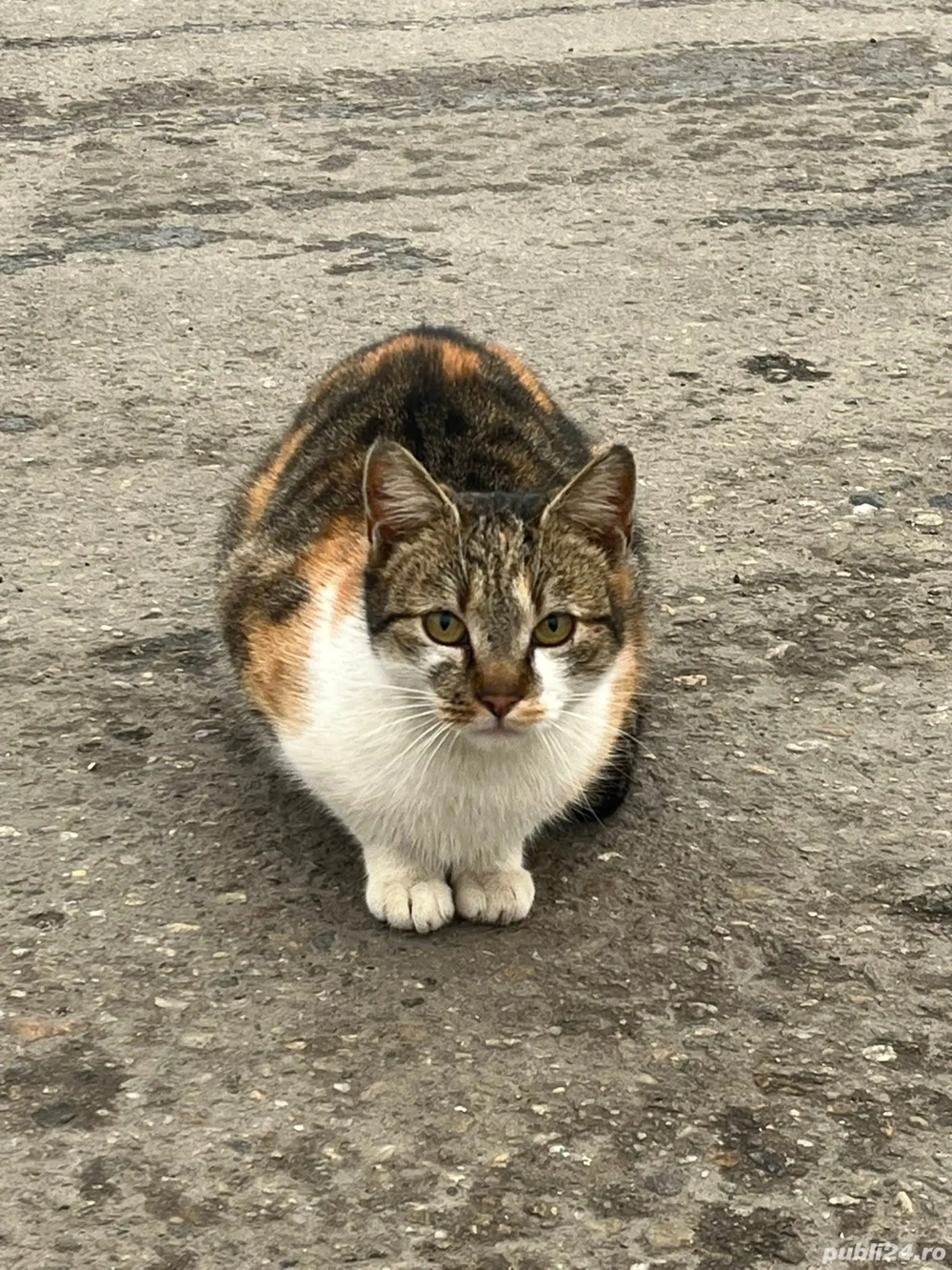 Pisici spre adopție responsabilă