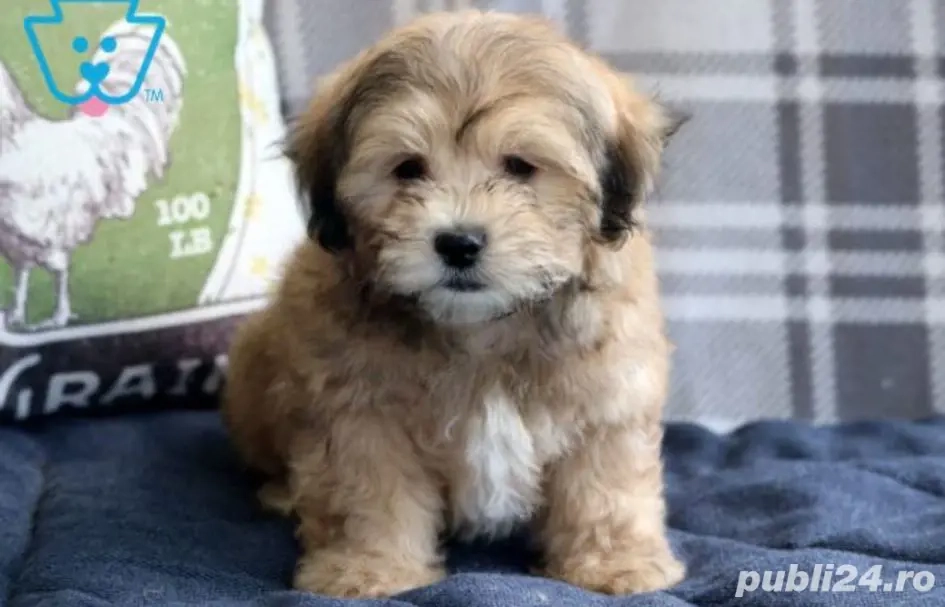 Bichon havanez fetițe și baietei 450 lei