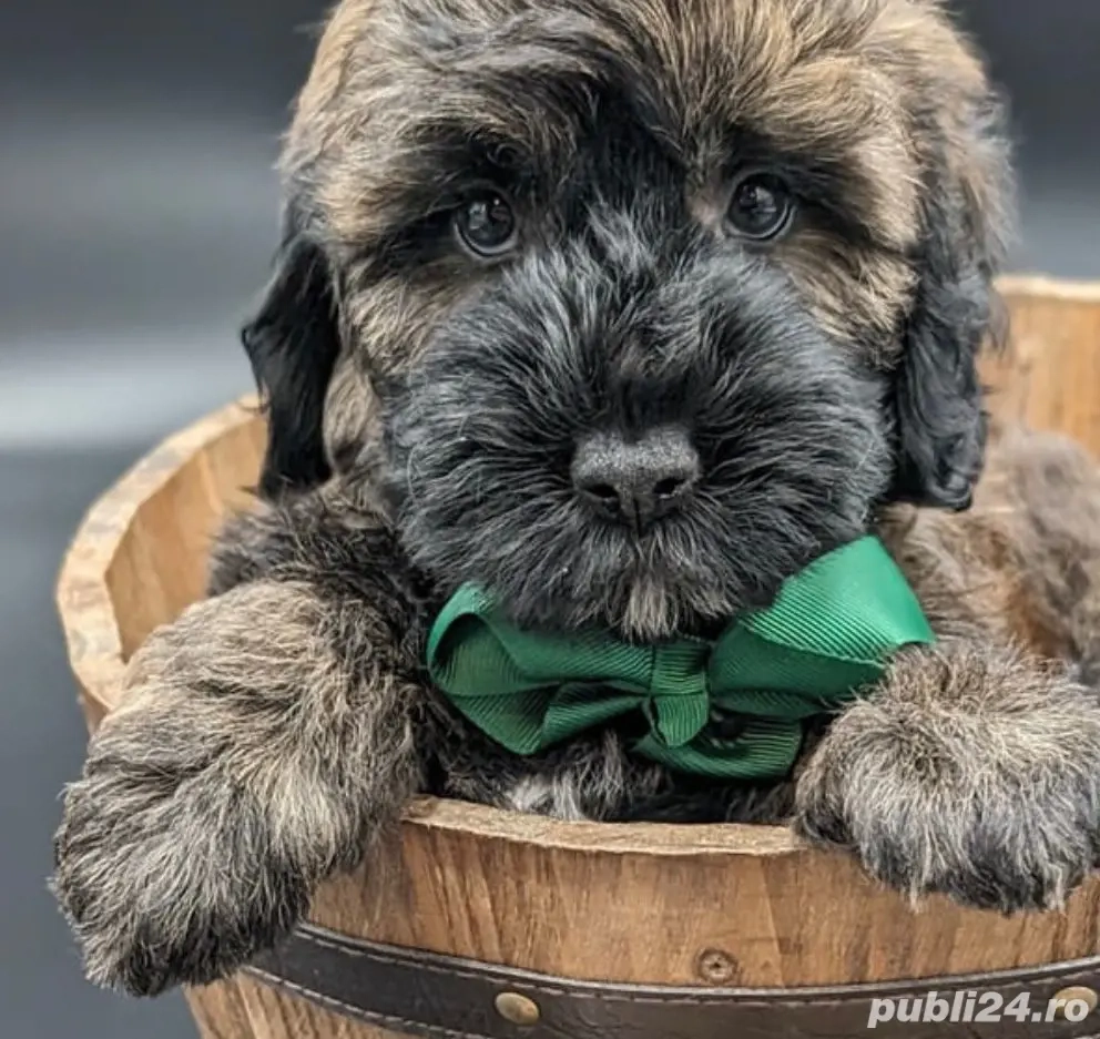 Bichon havanez fetițe  și baietei 450 lei