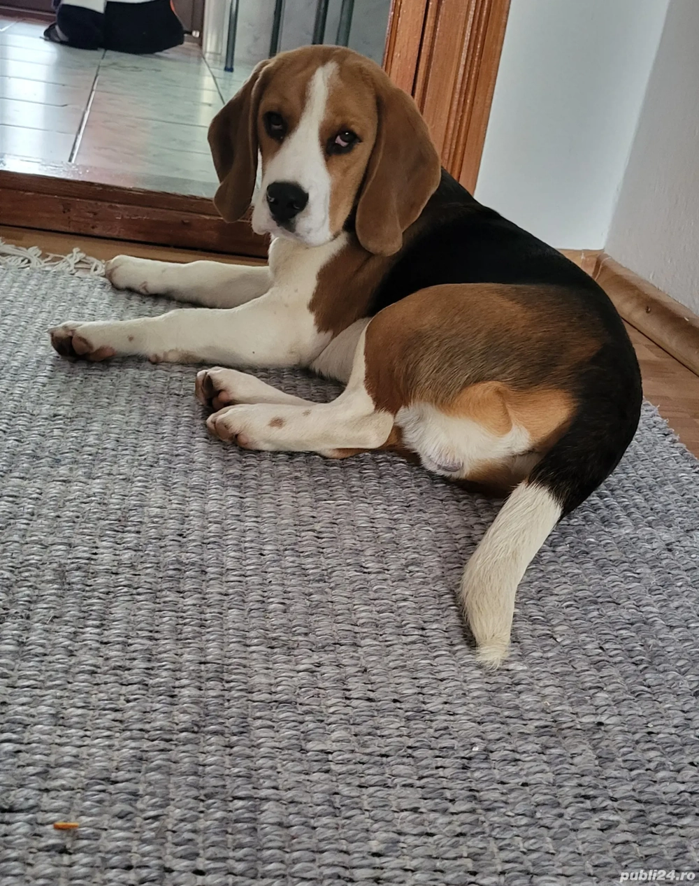 Pui Beagle cu pedigree tip A 