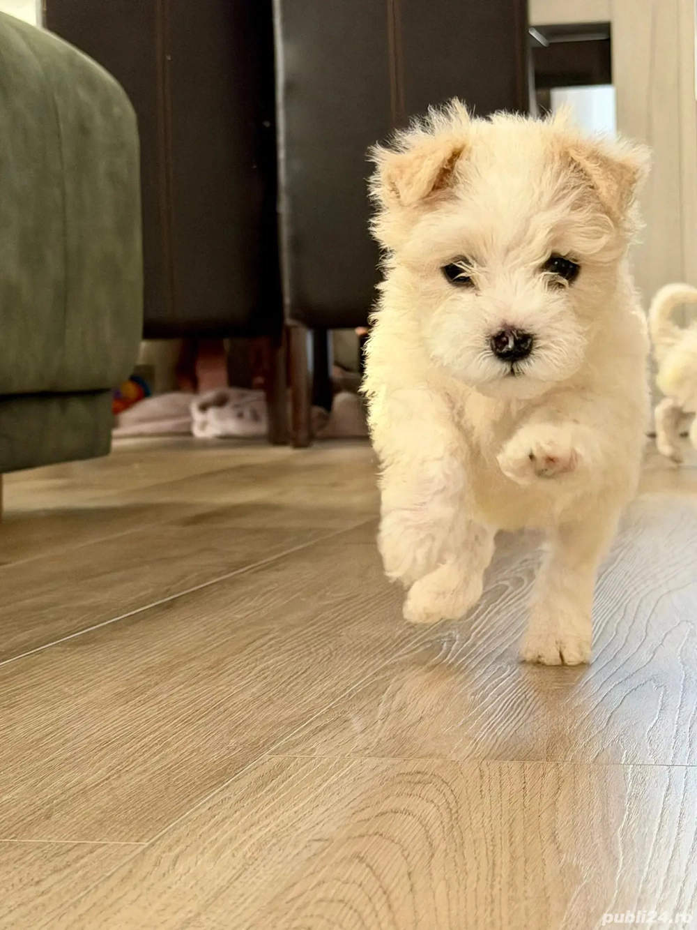 Bichon Maltese un băiețel mai e disponibil