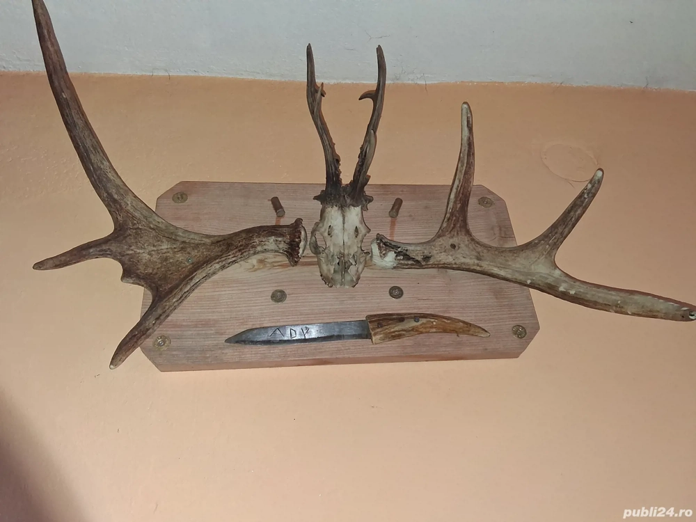 vand coarne elen si caprior