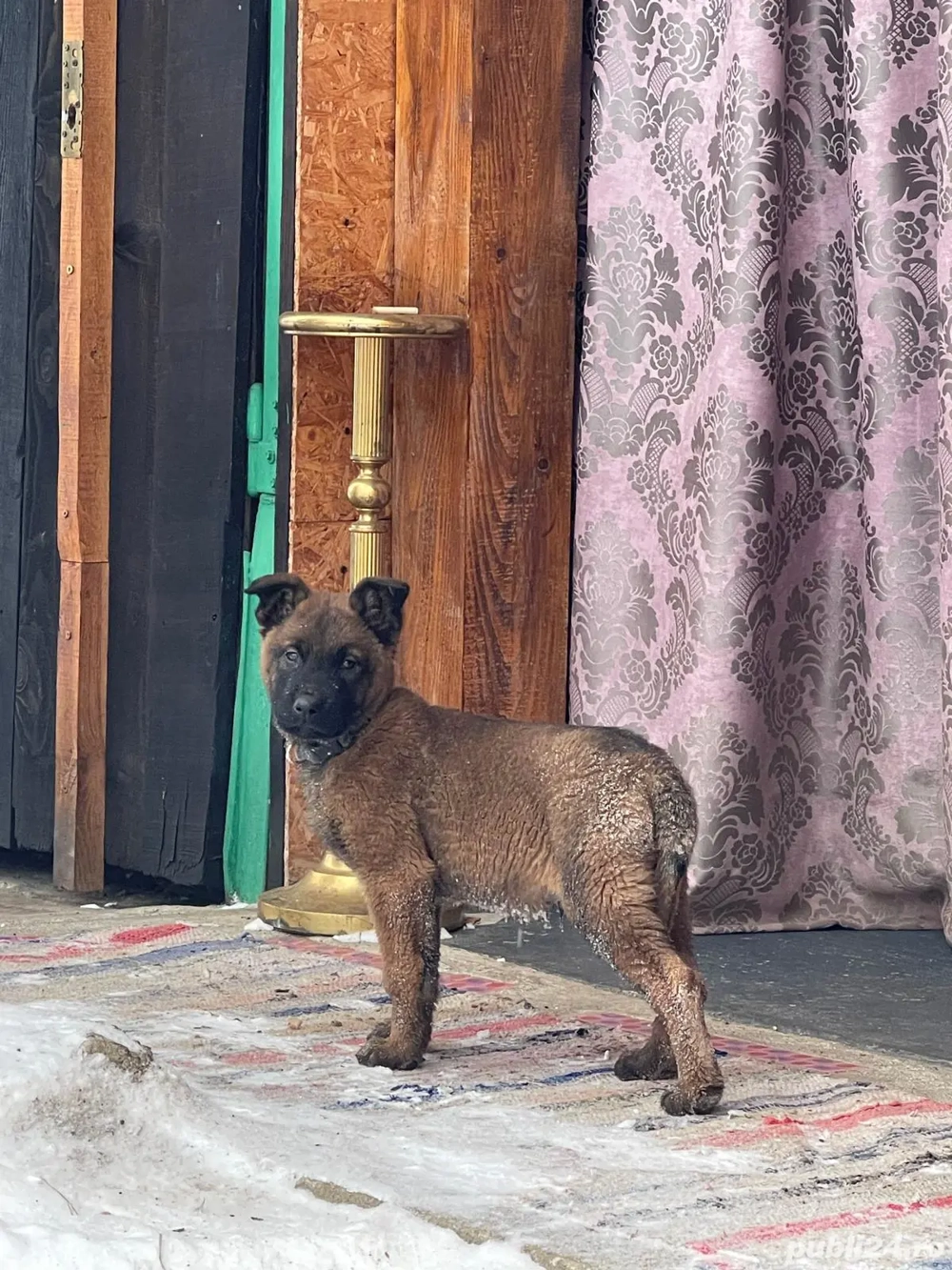 Vând căței ciobănesc Belgian Malinois mai multe detalii la telefon  