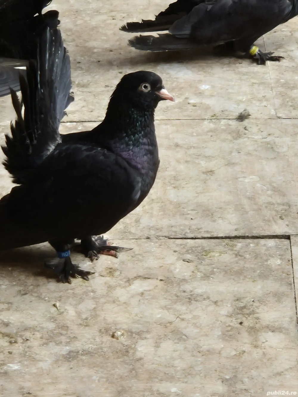 De vânzare  Roller de Cluj 