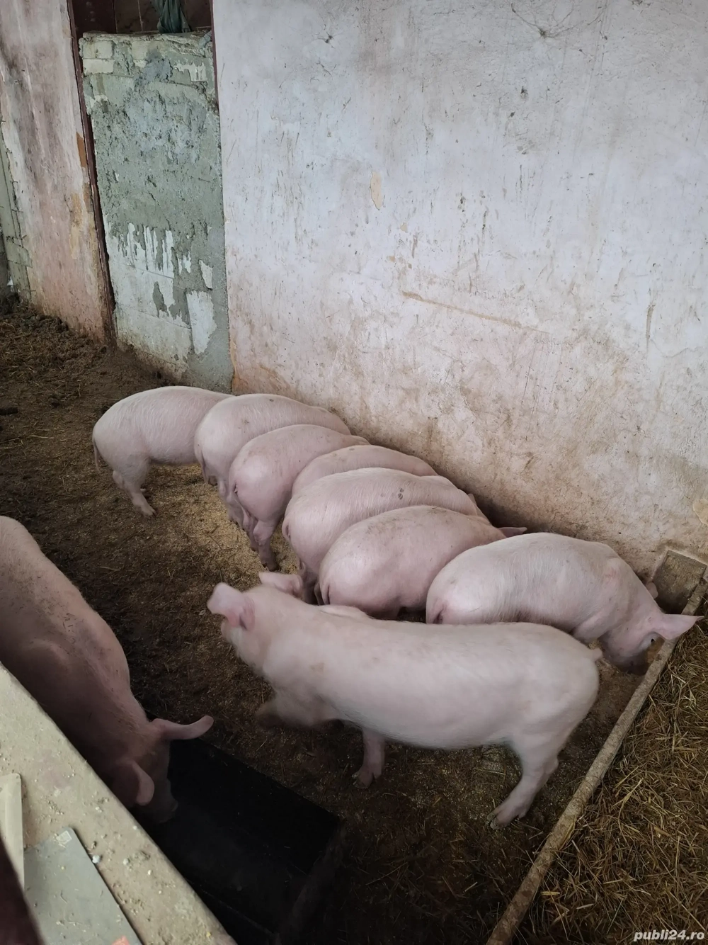 Vând purcei Rasa landras 