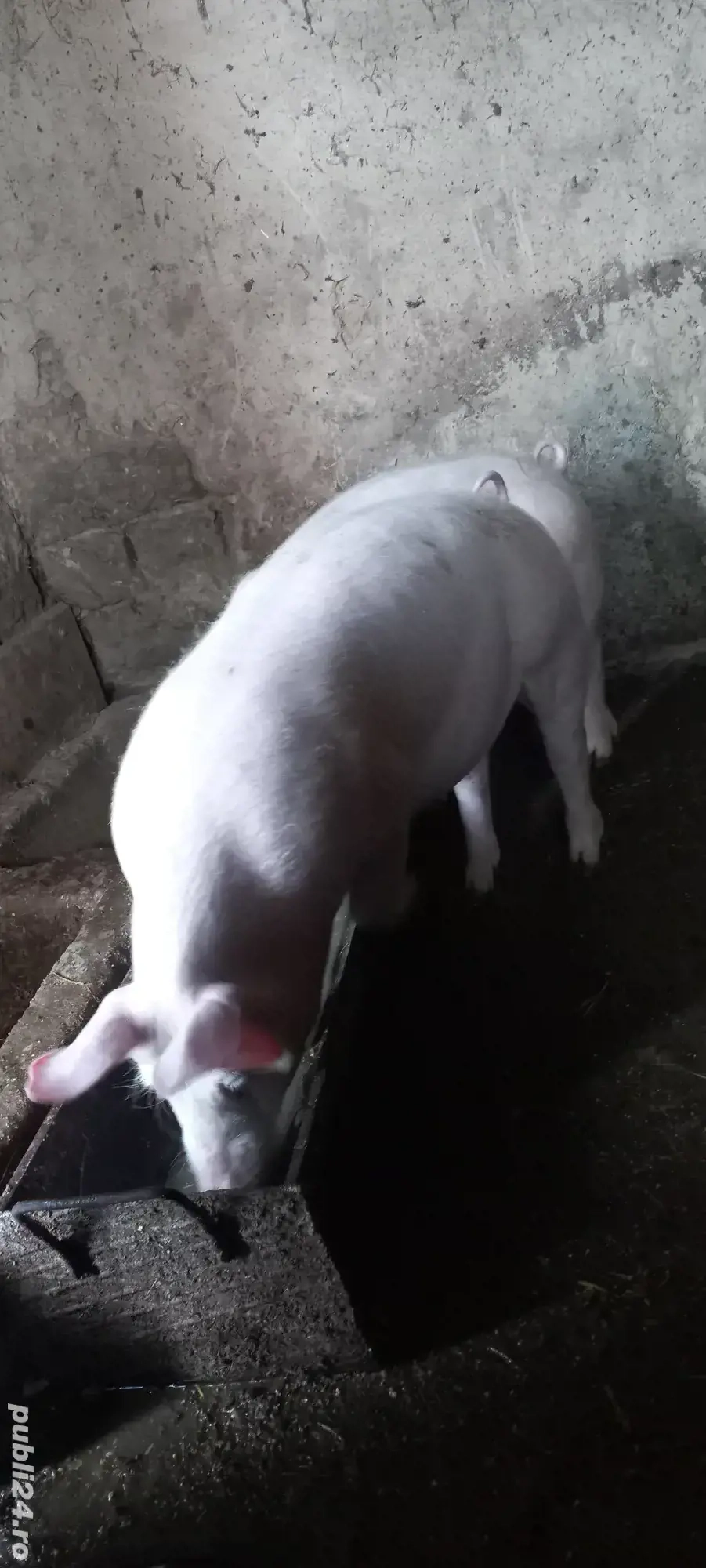 Purcei Rasa Marele Alb x Pietrain Vârsta 3.5 Luni 35 - 40kg Tel o733345270