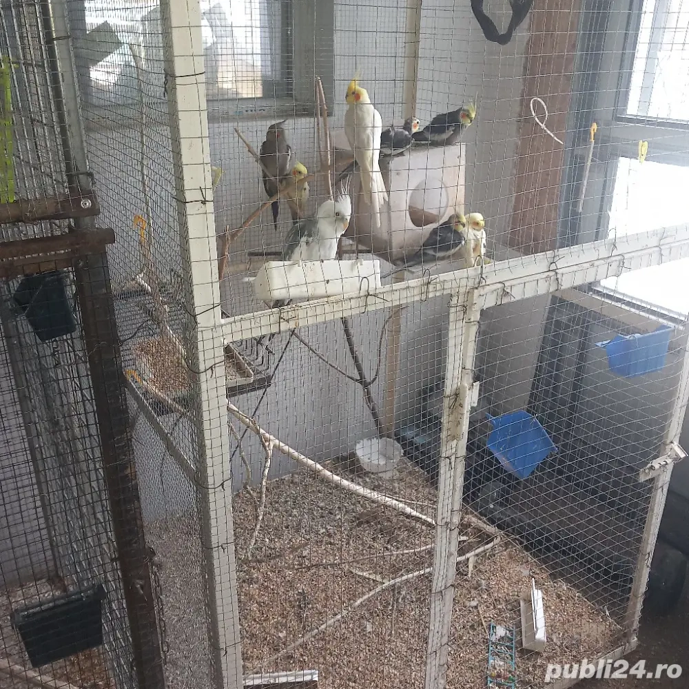 vand nimfe, zebre,perus