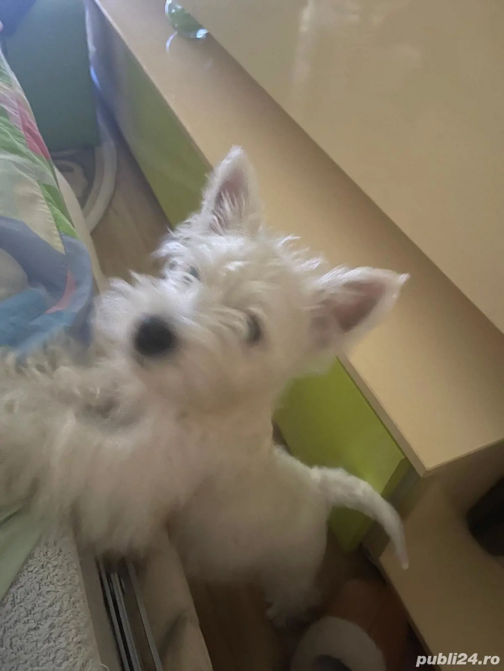 Puiuti westie pentru relocare