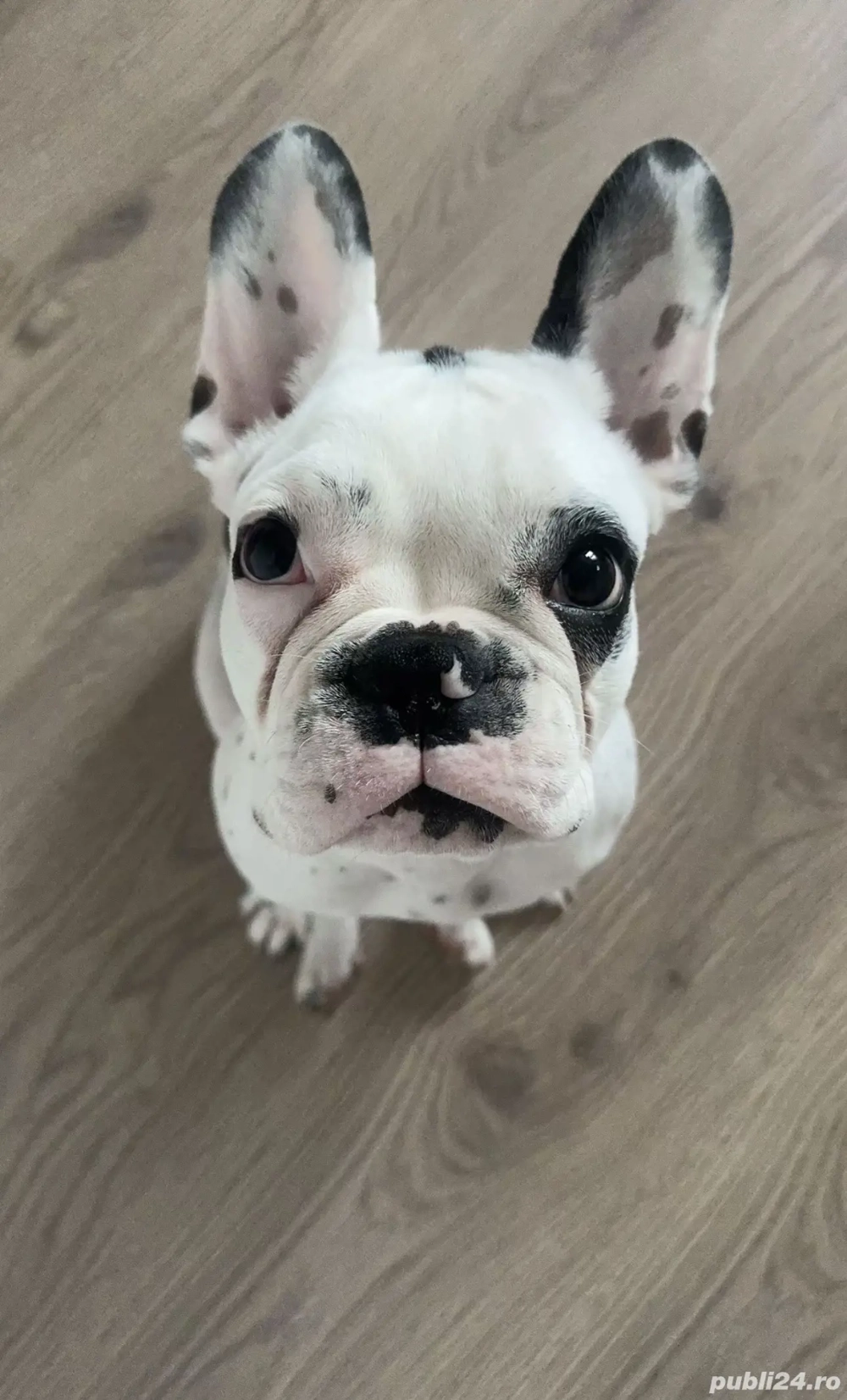 Vand Bulldog francez 