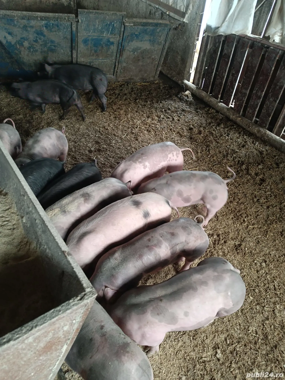 Vând purcei și soldani dela la 300lei bucata