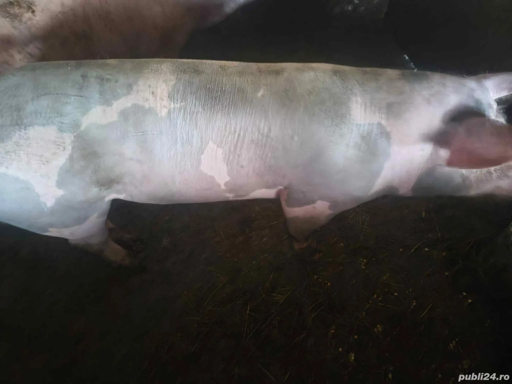 Porci 100 kg - crescuti natural