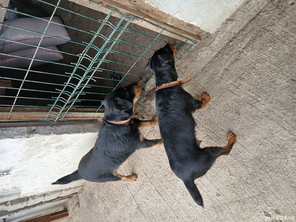 Cățeii de vânătoare 