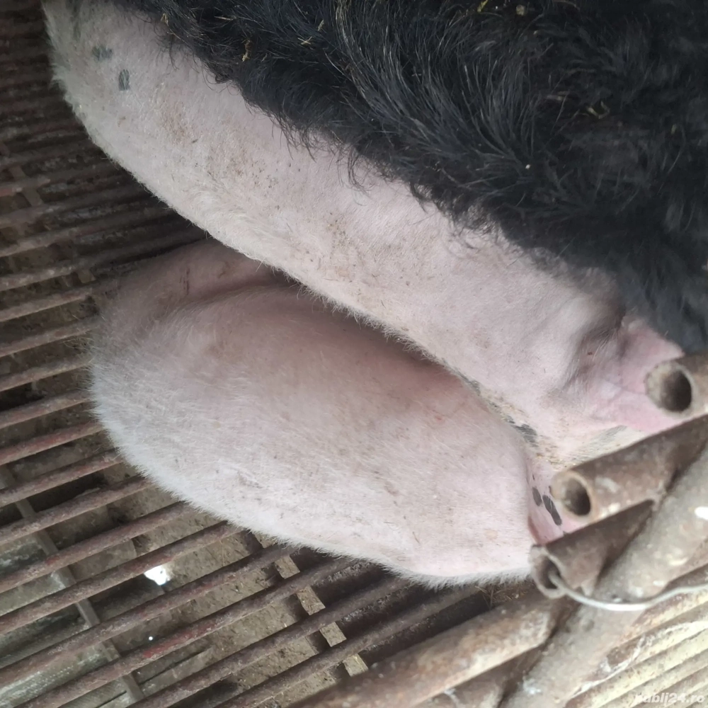 Porci 50kg de țară crescuți bio