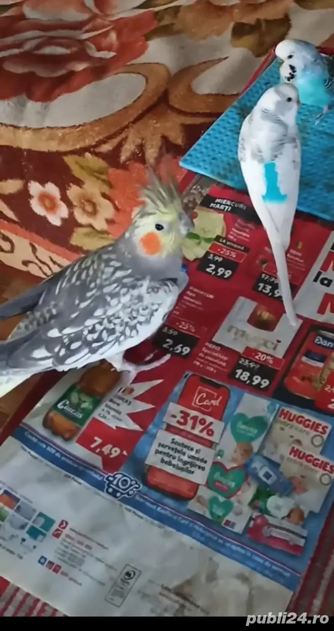 Vand Marele Alexander ,un perus si o nimfa