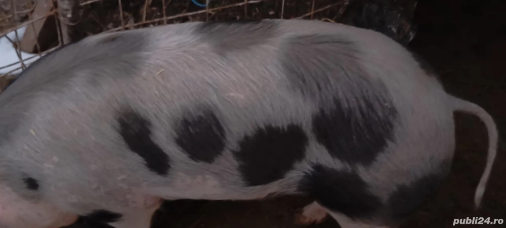 Porci pietrean. Ultimi 2 disponibili 