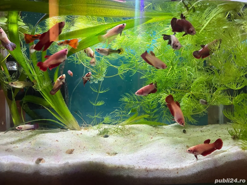 Pești acvariu 