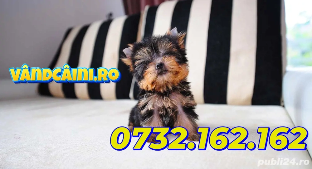 Yorkshire Terrier Mini Toy cu Factura-Garantie-Inregistrare-Microcip-Carnet-Livrare la Cluj