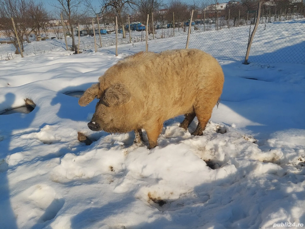 Mangalita scroafa un an jumate. 