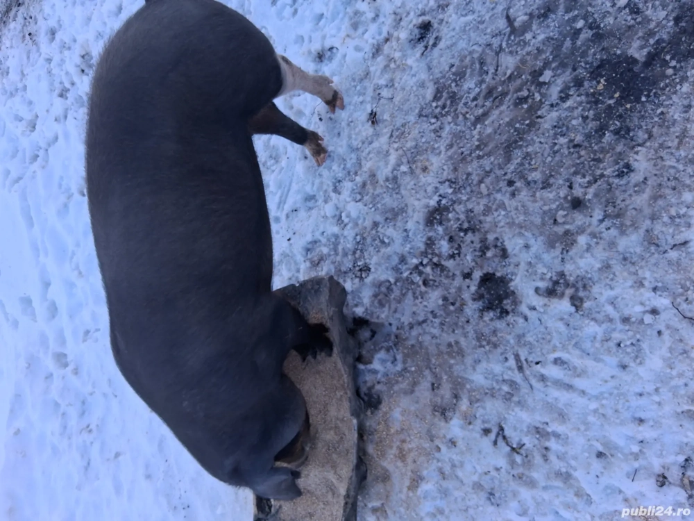 Vînd porc la triteni