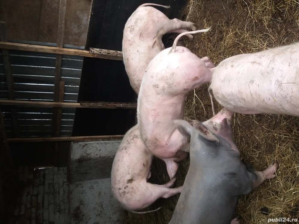 De vanzare porci rasa