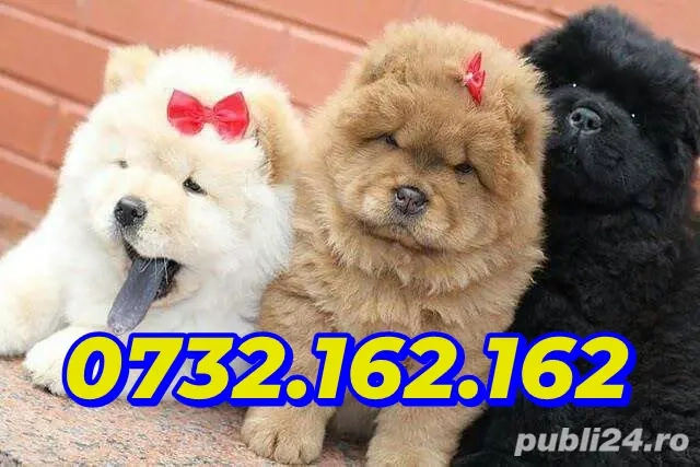 Cumpara legal Chow Chow Rasa Pura cu Factura-Garantie-Microcip Obligatoriu-Carnet-Livrare la Brasov