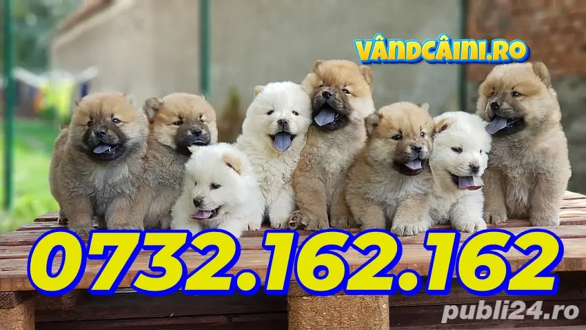 Cumpara legal Chow Chow Rasa Pura cu Factura-Garantie-Microcip Obligatoriu-Carnet-Livrare la Suceava