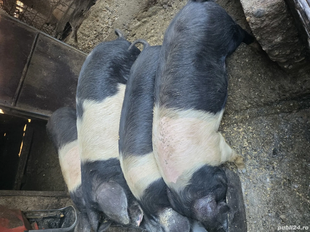 Porci BAZNA = porci care fac diferența