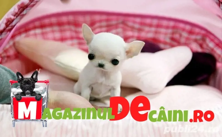 Cumpara legal catei Chihuahua Extra Mini cu Factura-Garantie-Microcip Obligatoriu-Livrare la Cluj