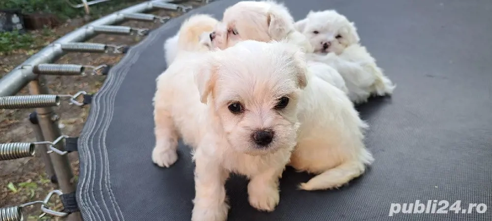 Bichon Mini Toy