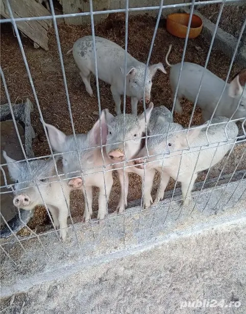 Vand Porci Duroc si Porci Albi