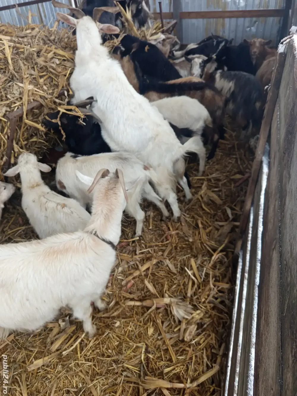 vand capre tinere si gestante