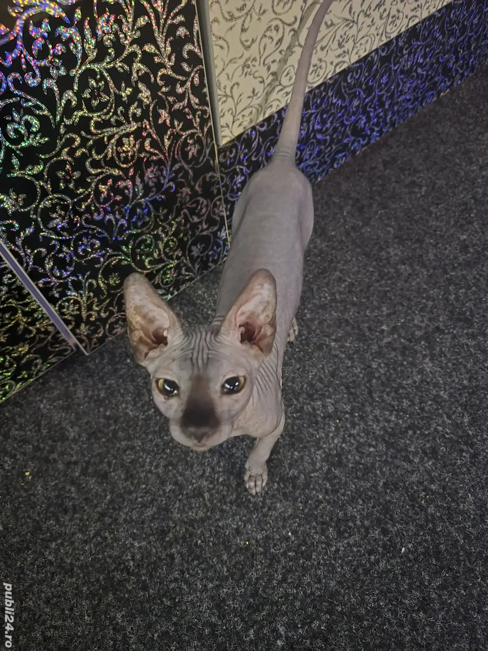 motănel sphinx 4 luni