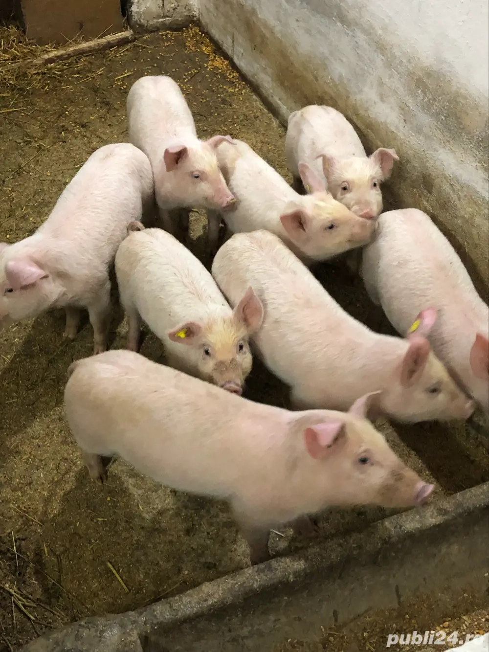 Purcei  13 Săptămani 